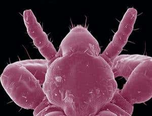 New Scientist. Science news and long reads from expert journalists, covering developments in science, technology, health and the environment on the website and the magazine.