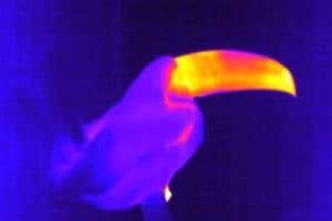 Killer worms and the musical sun: best of web video