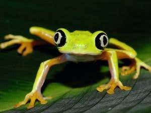 Fascinating frogs hopping to extinction