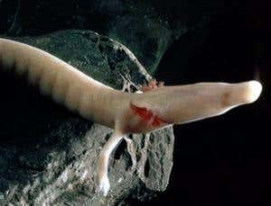 New Scientist. Science news and long reads from expert journalists, covering developments in science, technology, health and the environment on the website and the magazine.