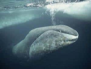 How does a bowhead whale smell? Quite well, actually