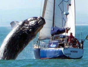 Teenage drivers: why whales smash into boats