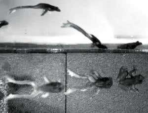 New Scientist. Science news and long reads from expert journalists, covering developments in science, technology, health and the environment on the website and the magazine.