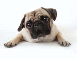 Dog brains rotated by selective breeding