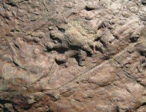 Reptilians were the earliest North American pioneers