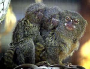 A mother pygmy marmoset carries her two babies on her back 