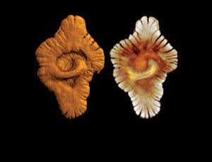 New Scientist. Science news and long reads from expert journalists, covering developments in science, technology, health and the environment on the website and the magazine.