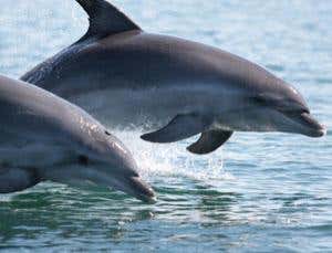 Dolphins make their last stand in the Mediterranean