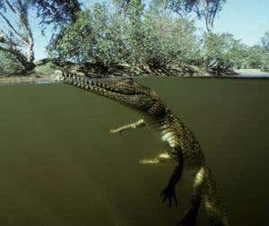 New Scientist. Science news and long reads from expert journalists, covering developments in science, technology, health and the environment on the website and the magazine.