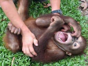 Laughter's secrets: The sound of a happy ape