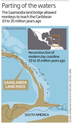 Skull tells tale of the lost primates of the Caribbean
