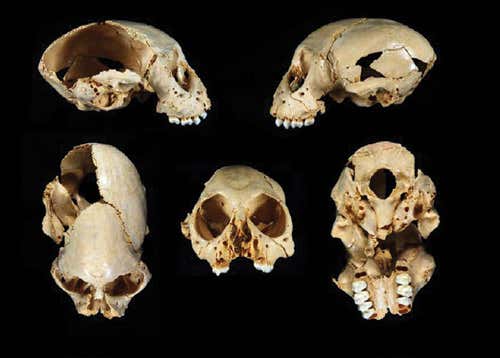Skull tells tale of the lost primates of the Caribbean