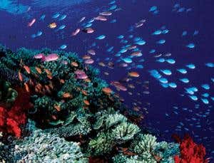 New Scientist. Science news and long reads from expert journalists, covering developments in science, technology, health and the environment on the website and the magazine.