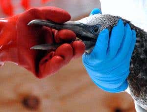 New Scientist. Science news and long reads from expert journalists, covering developments in science, technology, health and the environment on the website and the magazine.