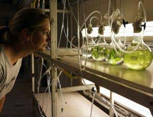 Biodiesel from algae may not be as green as it seems