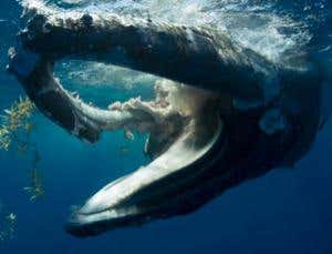 New Scientist. Science news and long reads from expert journalists, covering developments in science, technology, health and the environment on the website and the magazine.