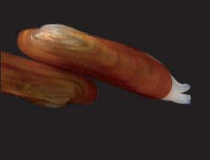 Adipicola crypta survives only thanks to its bacterial guests 