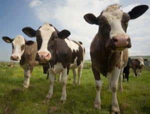 Briefing: Anyone for a cloned steak and milkshake?