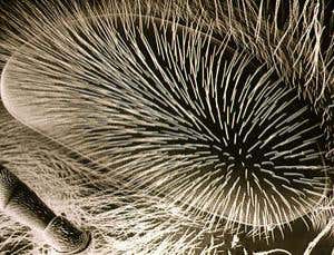 Artificial bee eye could improve robotic vision