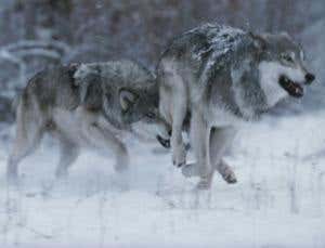 Grey wolves regain protected status