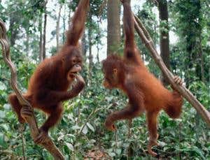 New Scientist. Science news and long reads from expert journalists, covering developments in science, technology, health and the environment on the website and the magazine.