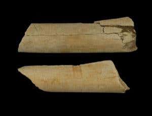 New Scientist. Science news and long reads from expert journalists, covering developments in science, technology, health and the environment on the website and the magazine.