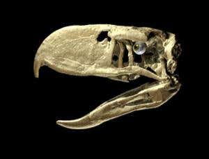 Ancient terror bird stabbed its prey to death