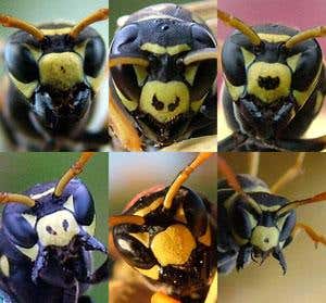 Wasps punish fake fighters