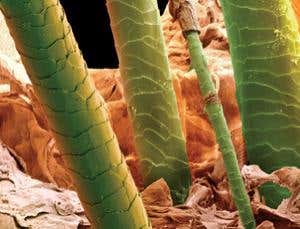 Hair gives clues to circadian rhythms