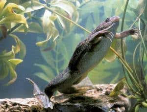 New Scientist. Science news and long reads from expert journalists, covering developments in science, technology, health and the environment on the website and the magazine.