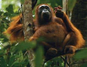 Couch-potato orang-utans make most of rainforest fruit