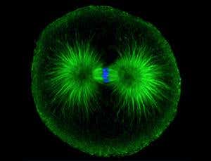 A century of cloning