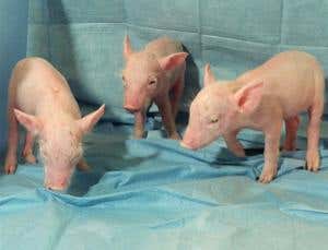 Frontiers of cloning