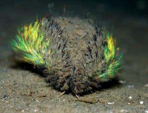 New Scientist. Science news and long reads from expert journalists, covering developments in science, technology, health and the environment on the website and the magazine.