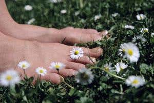 Biosemiotics: Searching for meanings in a meadow