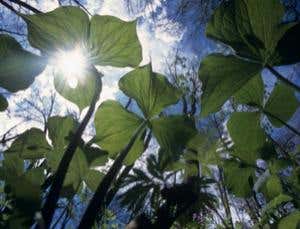 New Scientist. Science news and long reads from expert journalists, covering developments in science, technology, health and the environment on the website and the magazine.