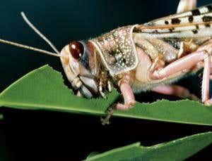 New Scientist. Science news and long reads from expert journalists, covering developments in science, technology, health and the environment on the website and the magazine.