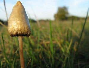 Magic mushrooms reduce anxiety over cancer