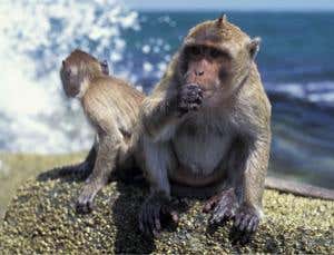 Thank mothers for large ape brains