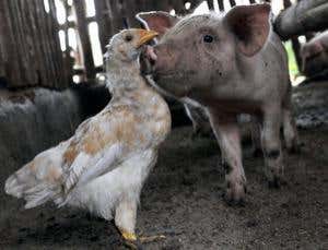 New Scientist. Science news and long reads from expert journalists, covering developments in science, technology, health and the environment on the website and the magazine.