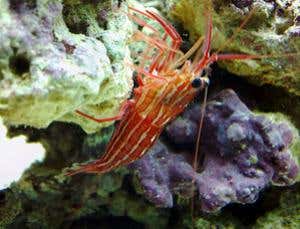 New Scientist. Science news and long reads from expert journalists, covering developments in science, technology, health and the environment on the website and the magazine.