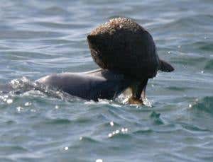 Meet William the Concherer, the dolphin that can fish