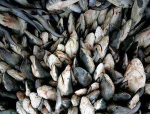 Bloody scenes from the shark fin trade