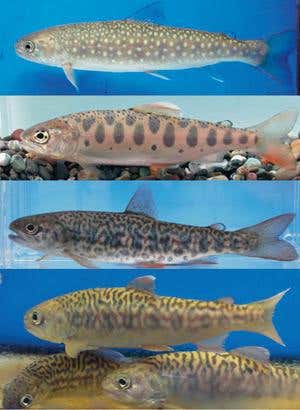 New Scientist. Science news and long reads from expert journalists, covering developments in science, technology, health and the environment on the website and the magazine.