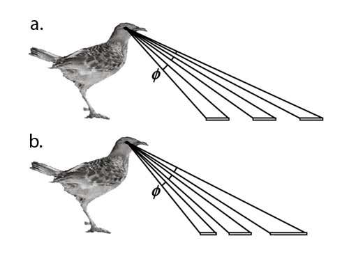If objects in the bowerbird's court increase in size as they get further away, then the angles for each one may be the same, making them look closer together