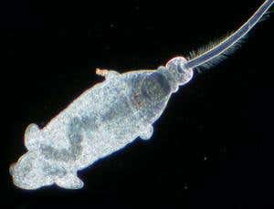 New Scientist. Science news and long reads from expert journalists, covering developments in science, technology, health and the environment on the website and the magazine.