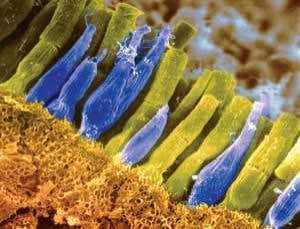 New Scientist. Science news and long reads from expert journalists, covering developments in science, technology, health and the environment on the website and the magazine.