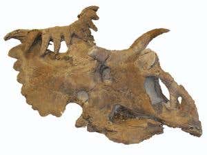 Bare bones of Kosmoceratops