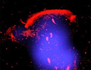 New Scientist. Science news and long reads from expert journalists, covering developments in science, technology, health and the environment on the website and the magazine.