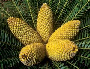 New Scientist. Science news and long reads from expert journalists, covering developments in science, technology, health and the environment on the website and the magazine.